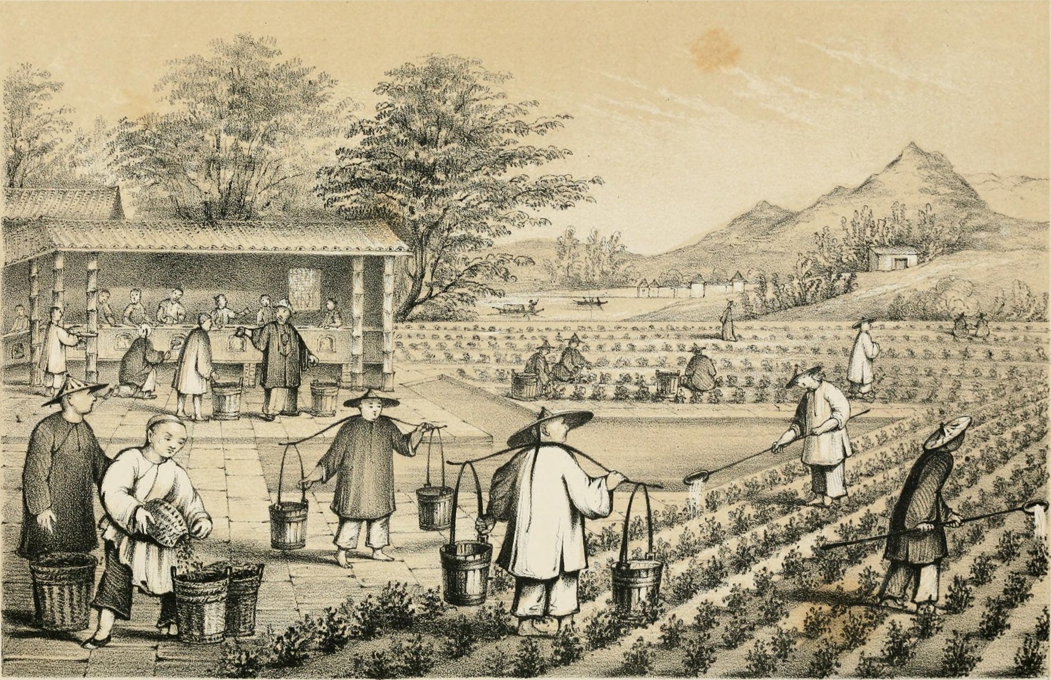 Brief history of tea