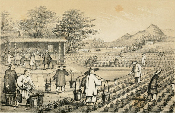 Brief history of tea